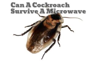 can a cockroach survive a microwave