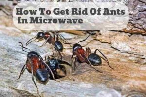 how to get rid of ants in microwave